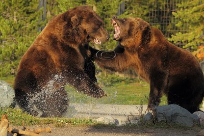 Grizzly Fight at Grizzly Reserve - September 2011