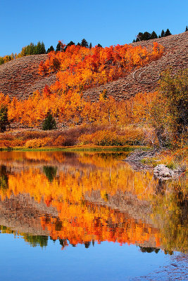 Oxbow Reflections - Fall Colours 2011