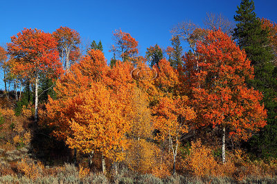 _MG_4219Tetons Colours.jpg