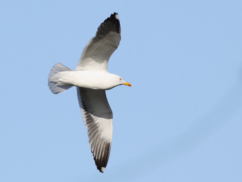 Silltrut - Lesser Black-backed Gull  (Larus fuscus intermedius)