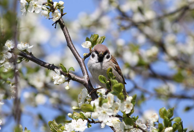 Pilfink - Tree Sparrow (Passer montanus)
