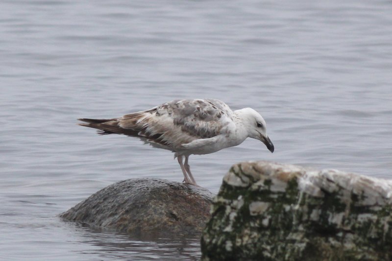 Medelhavstrut - Yellow-legged Gull  (Larus michahellis)