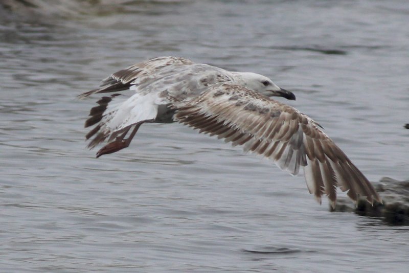 Medelhavstrut - Yellow-legged Gull  (Larus michahellis)