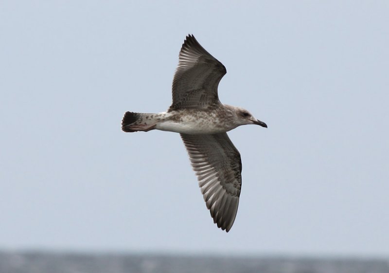 Kaspisk trut - Caspian Gull (Larus cachinnans)