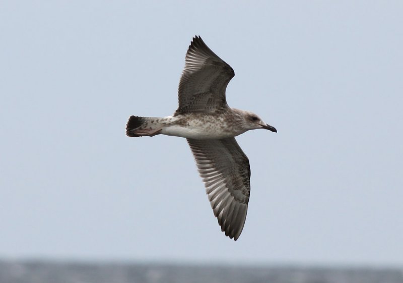 Kaspisk trut - Caspian Gull  (Larus cachinnans)