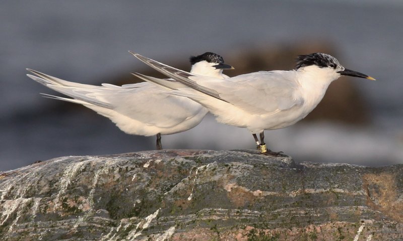 Kentsk trna - Sandwich Tern (Sterna sandvicensis)