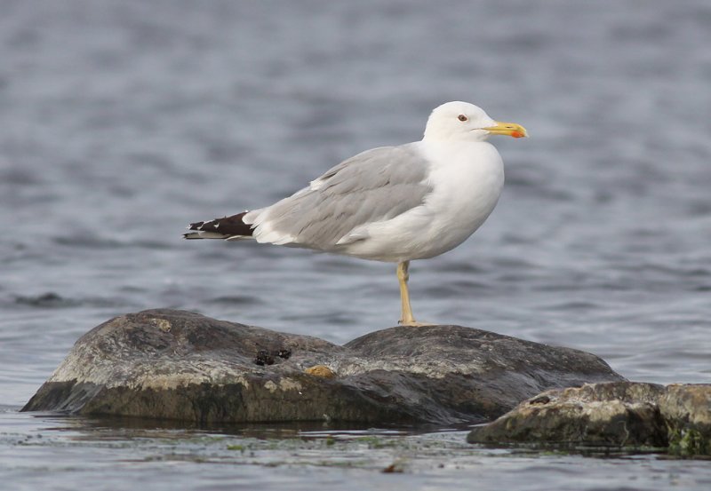 Kaspisk trut - Caspian Gull (Larus cachinnans)