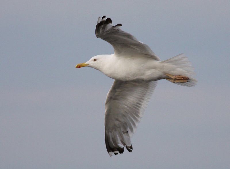 Kaspisk trut - Caspian Gull (Larus cachinnans)
