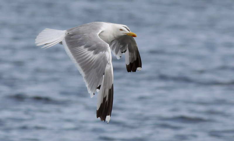 Medelhavstrut - Yellow-legged Gull (Larus michahellis)