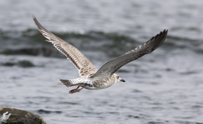 Kaspisk trut - Caspian Gull (Larus cachinnans)