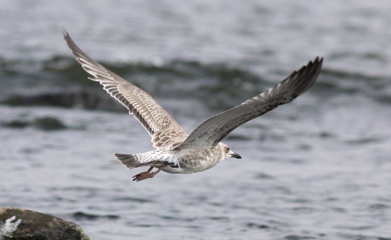 Kaspisk trut - Caspian Gull  (Larus cachinnans)