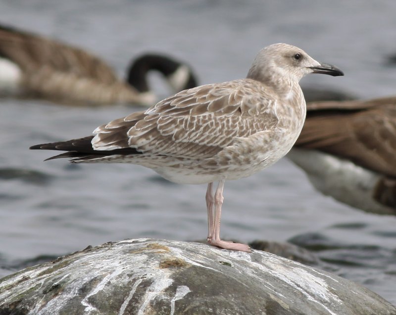 Kaspisk trut - Caspian Gull  (Larus cachinnans)