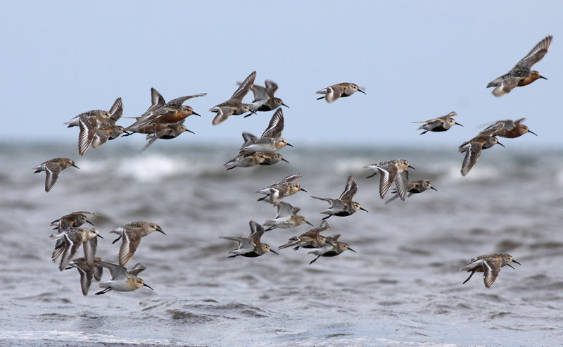 Vadare - Waders