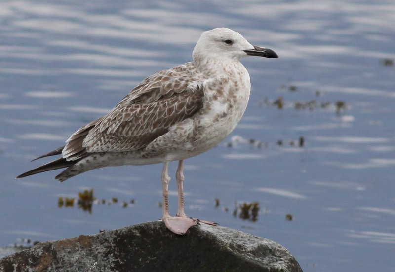 Kaspisk trut - Caspian Gull  (Larus cachinnans)