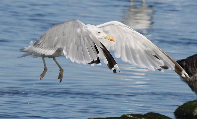 Kaspisk trut - Caspian Gull (Larus cachinnans)