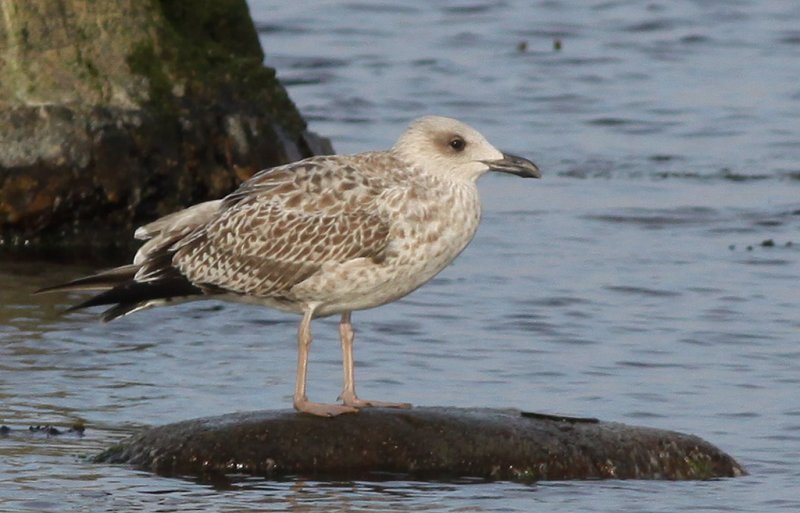 Medelhavstrut - Yellow-legged Gull  (Larus michahellis)