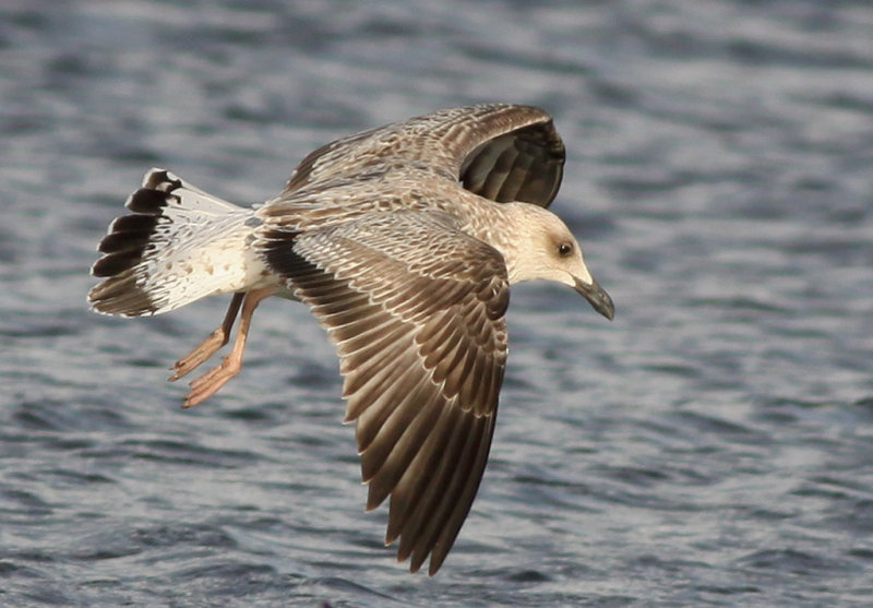 Medelhavstrut - Yellow-legged Gull  (Larus michahellis)