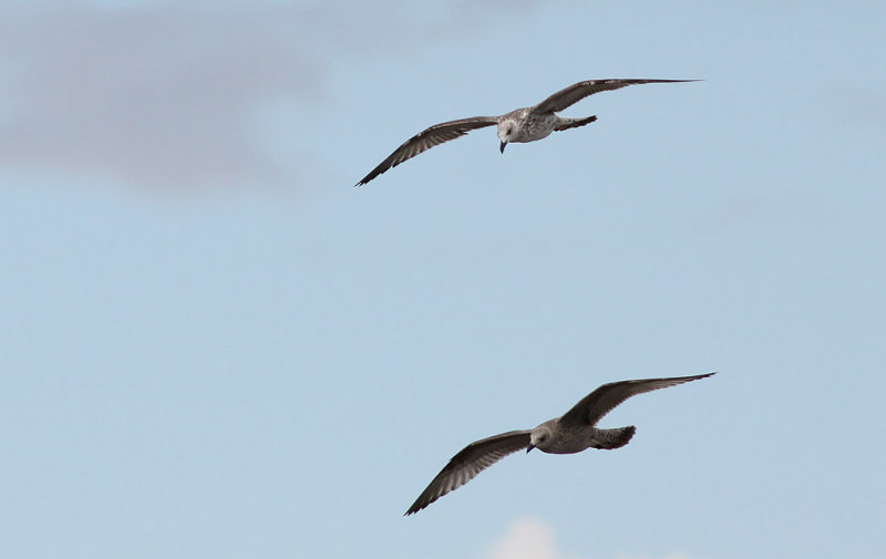 Medelhavstrut - Yellow-legged Gull  (Larus michahellis)