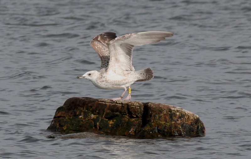 Kaspisk trut - Caspian Gull (Larus cachinnans)