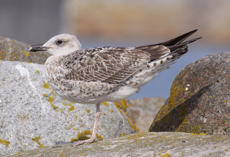 Medelhavstrut - Yellow-legged Gull  (Larus michahellis)