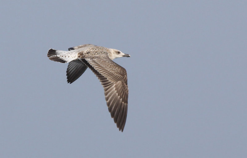 Medelhavstrut - Yellow-legged Gull  (Larus michahellis)