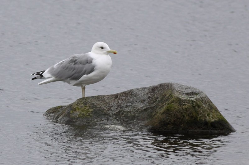 Kaspisk trut - Caspian Gull (Larus cachinnans)