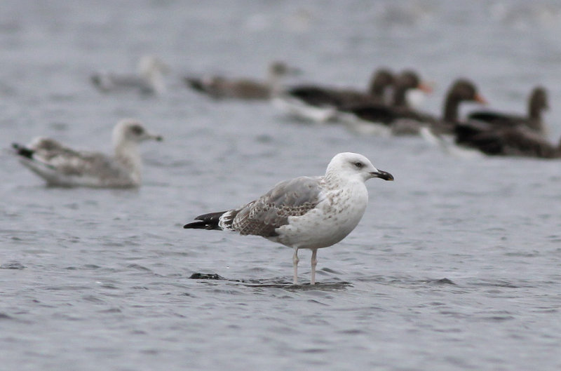 Medelhavstrut - Yellow-legged Gull  (Larus michahellis)