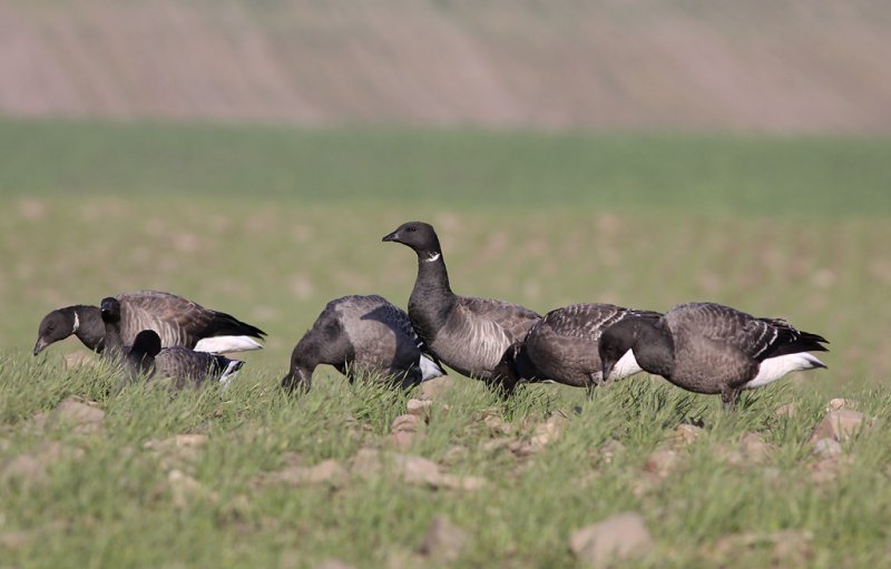 Prutgs - Brent Goose  (Branta bernicla)