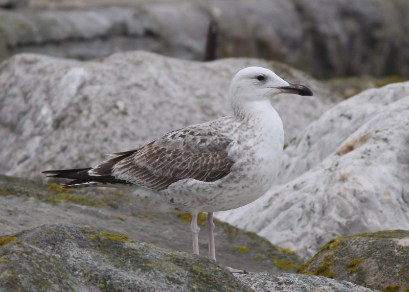 Kaspisk trut - Caspian Gull  (Larus cachinnans)