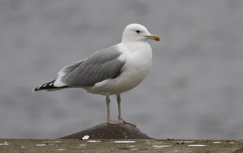 Kaspisk trut - Caspian Gull (Larus cachinnans)