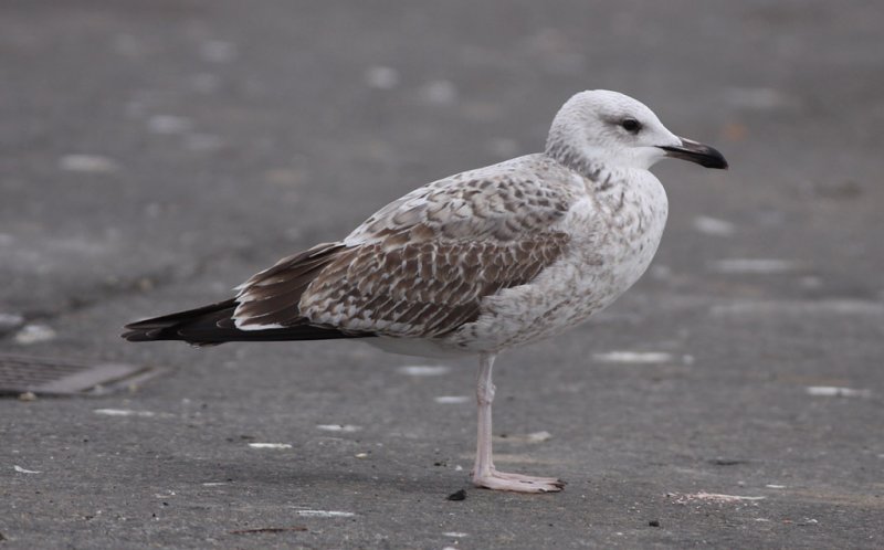 Kaspisk trut - Caspian Gull  (Larus cachinnans)