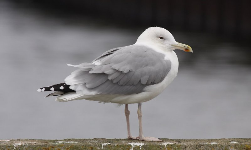 Kaspisk trut - Caspian Gull (Larus cachinnans)