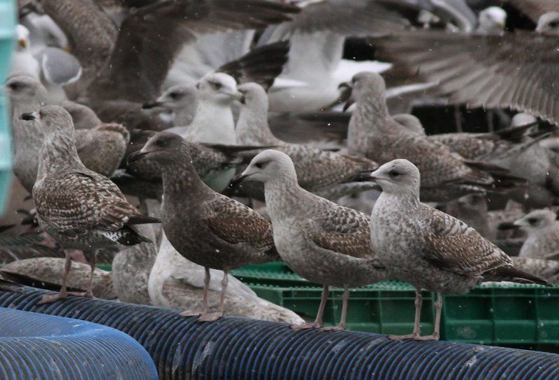 Grtrut - Herring Gull  (Larus argentatus)