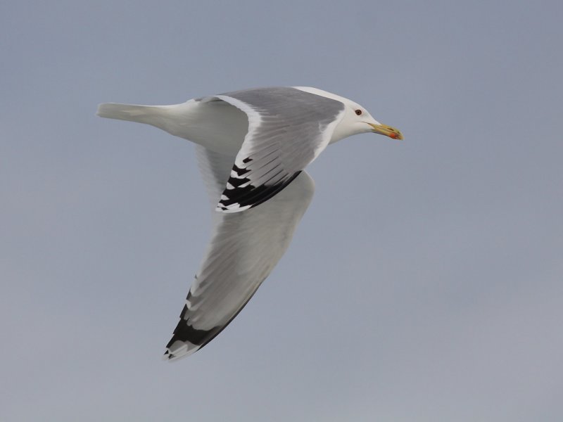 Kaspisk trut - Caspian Gull (Larus cachinnans)