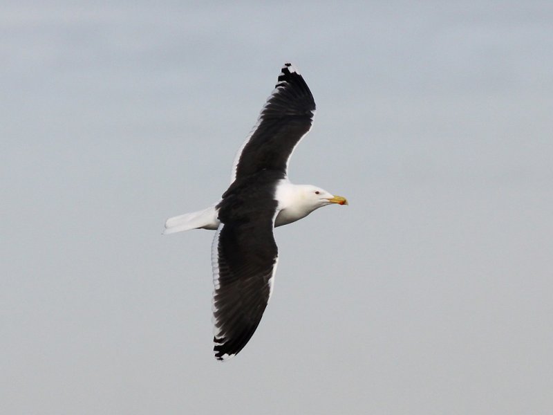 Havstrut - Great Black-backed Gull  (Larus marinus)