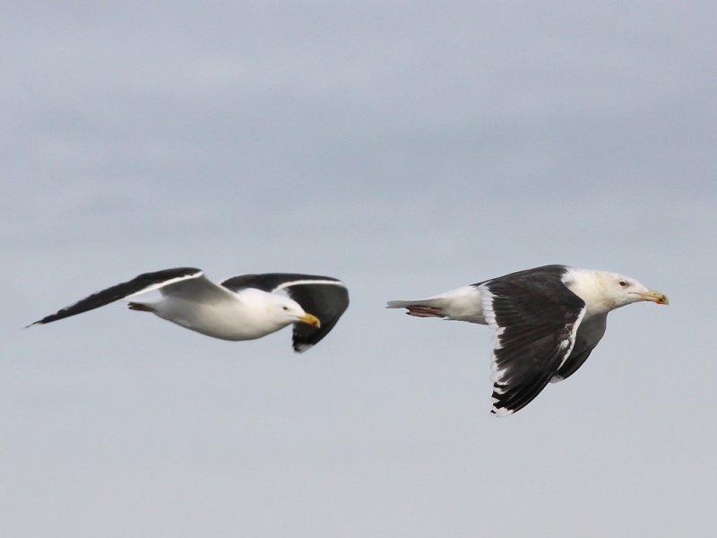 Havstrut - Great Black-backed Gull  (Larus marinus)