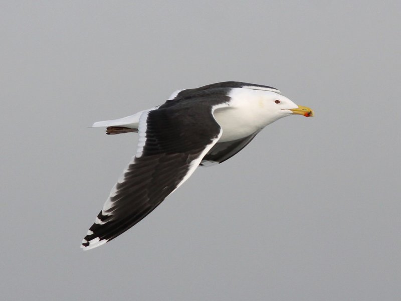 Havstrut - Great Black-backed Gull  (Larus marinus)
