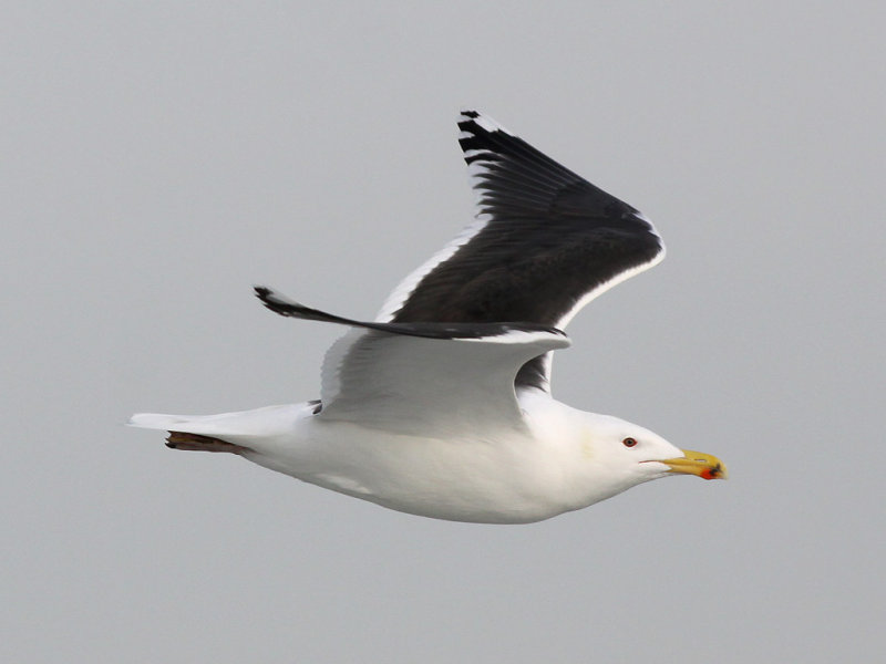 Havstrut - Great Black-backed Gull  (Larus marinus)