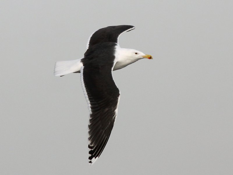 Havstrut - Great Black-backed Gull  (Larus marinus)