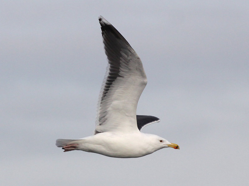 Havstrut - Great Black-backed Gull  (Larus marinus)