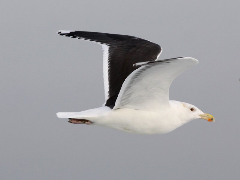 Havstrut - Great Black-backed Gull  (Larus marinus)