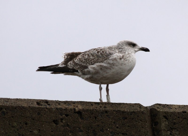Gråtrut - Herring Gull (Larus argentatus)