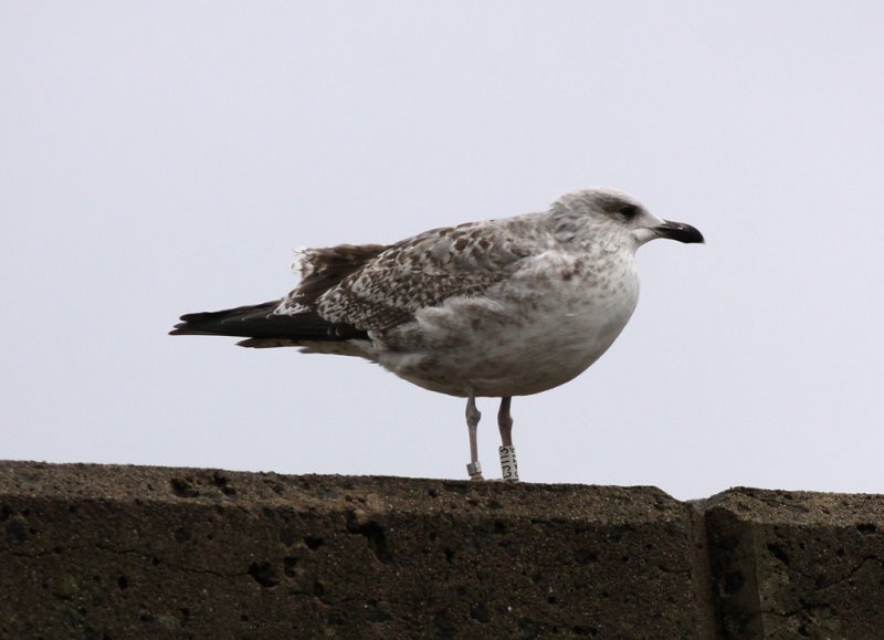 Grtrut - Herring Gull  (Larus argentatus)