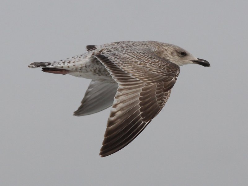 Gråtrut - Herring Gull (Larus argentatus)