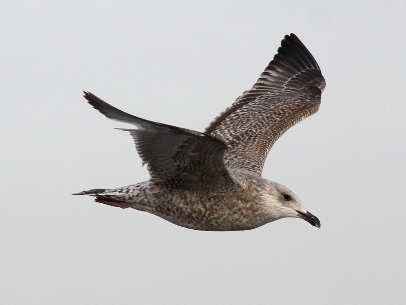 Gråtrut - Herring Gull (Larus argentatus)
