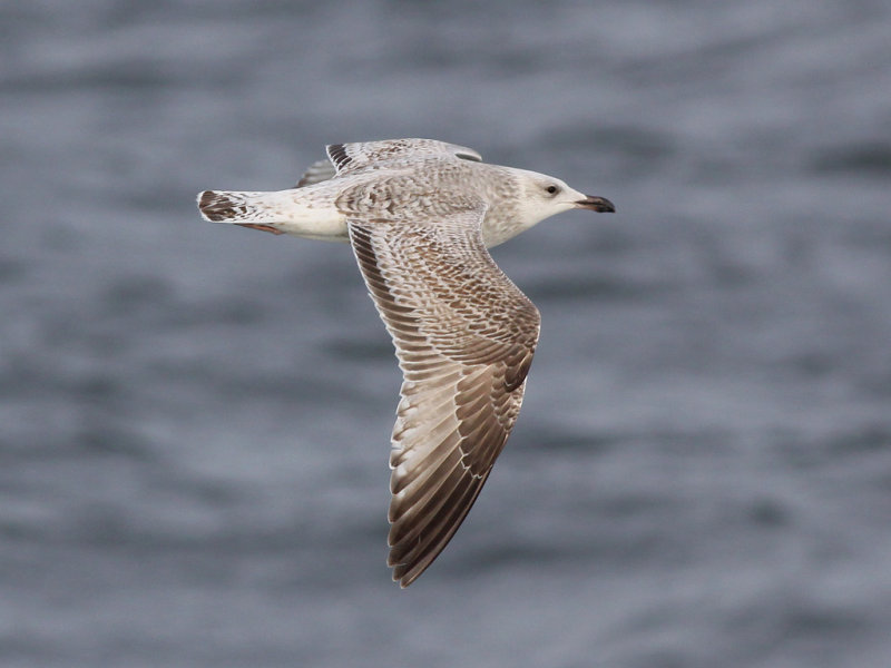 Gråtrut - Herring Gull (Larus argentatus)