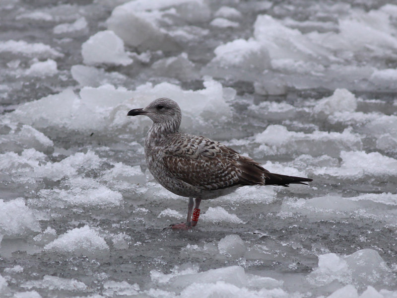 Gråtrut - Herring Gull (Larus argentatus)