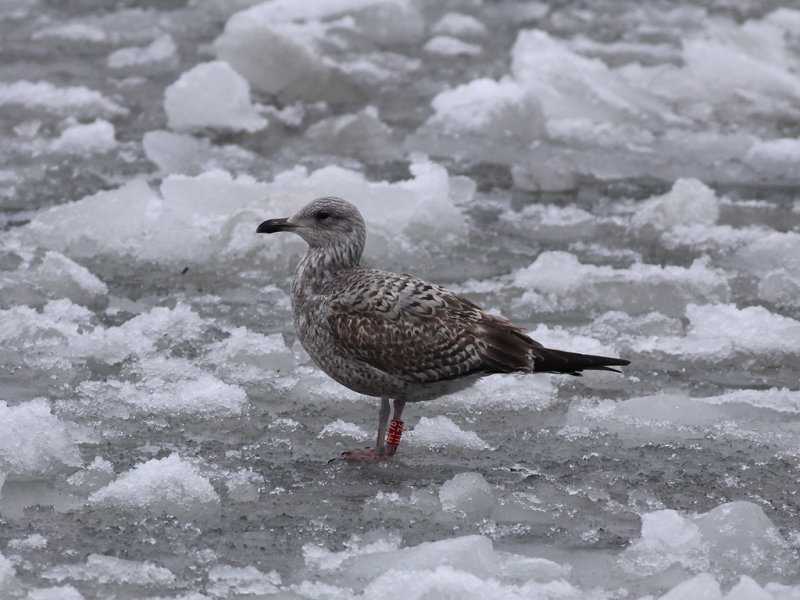 Grtrut - Herring Gull  (Larus argentatus)