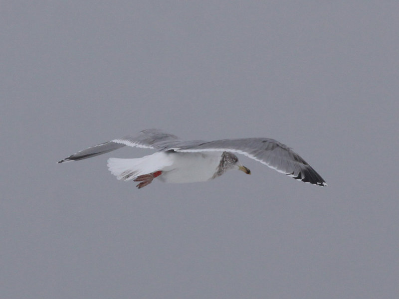 Grtrut - Herring Gull  (Larus argentatus)