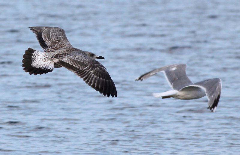 Kaspisk trut - Caspian Gull  (Larus cachinnans)